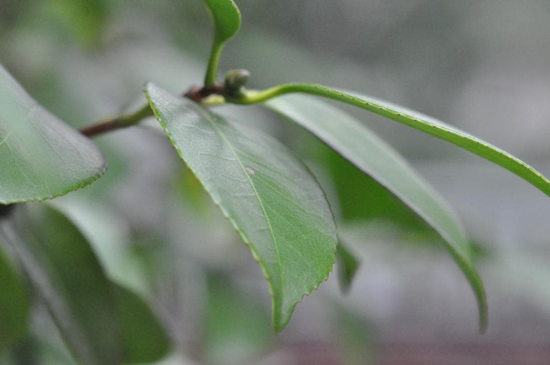 試写あり MINOLTA MC ROKKOR-PF 85mm f/1.8レンズ