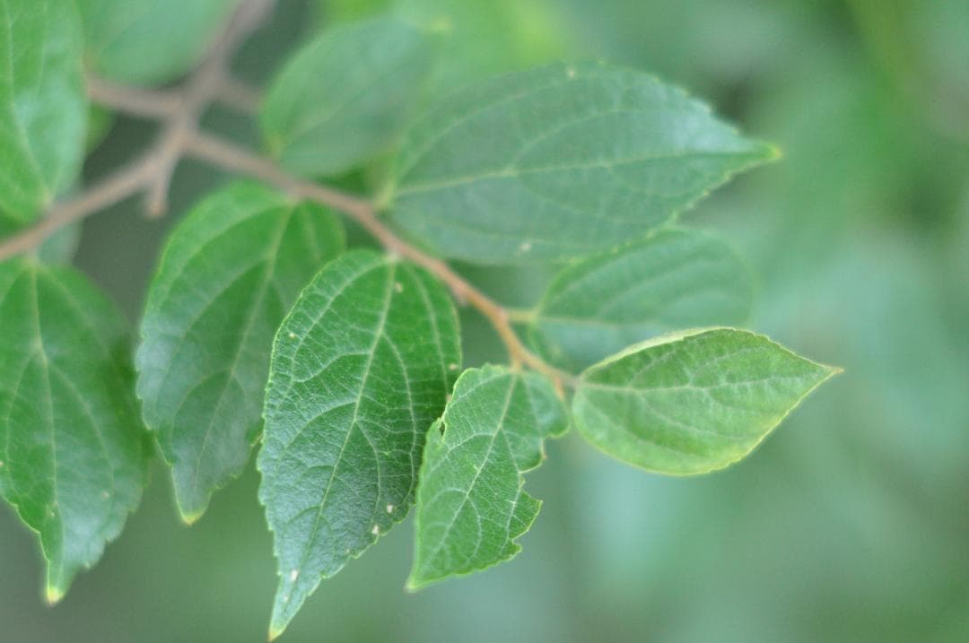 試写あり MINOLTA MC ROKKOR-PF 85mm f/1.8レンズ