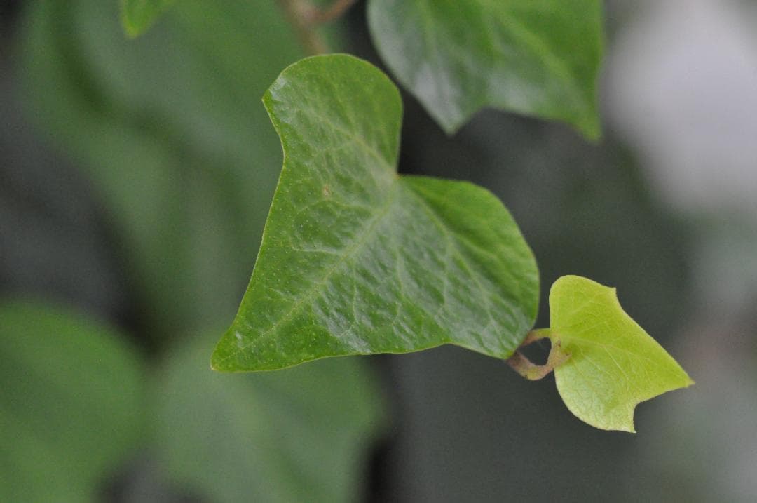 試写あり MINOLTA MC ROKKOR-PF 85mm f/1.8レンズ