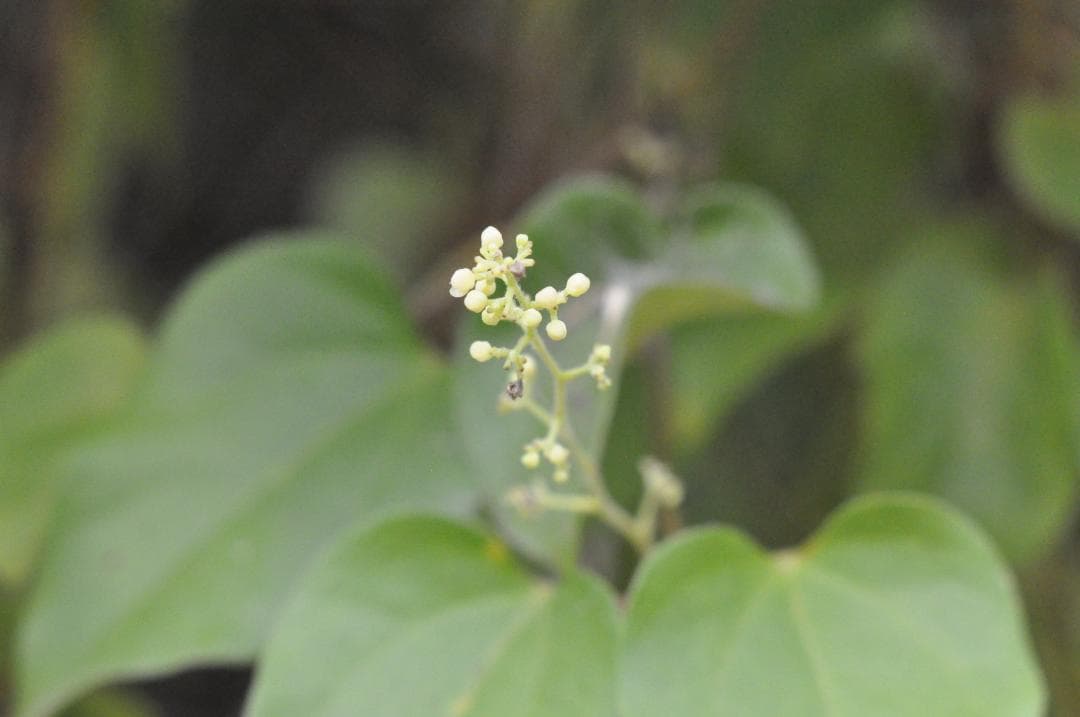 試写あり MINOLTA MC ROKKOR-PF 85mm f/1.8レンズ